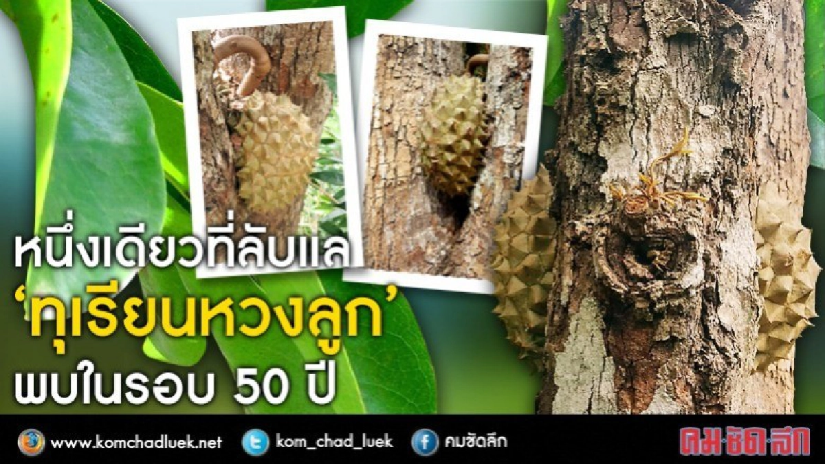 หนึ่งเดียวที่ลับแล“ทุเรียนหวงลูก” หนึ่งเดียวที่ลับแล“ทุเรียนหวงลูก”