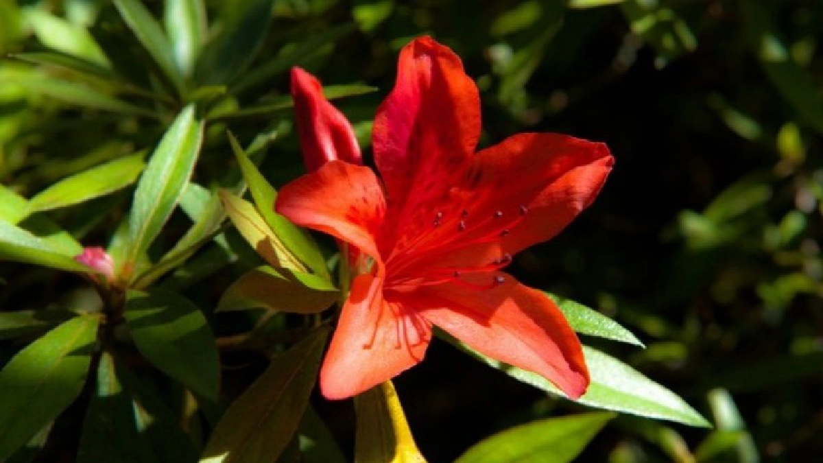 ป่าภูหลวง เลย จ.เลย