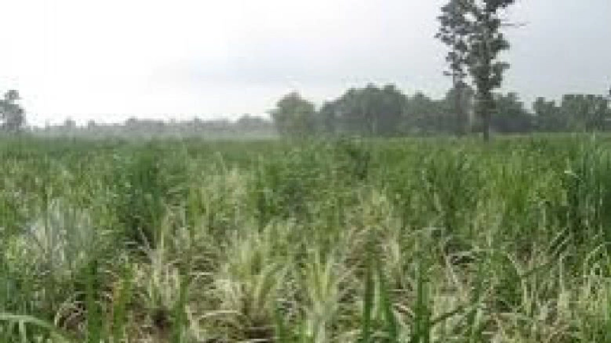 เตือนเกษตรกรที่ปลูกอ้อย พบโรคใบขาวอ้อยระบาดเหนือ-อีสาน