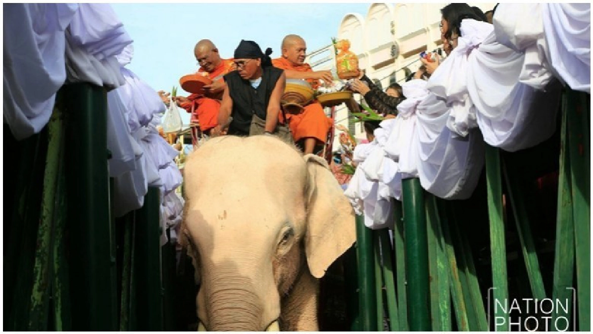 "ทำบุญตักบาตร" บนหลังช้าง 89 เชือก "ทำบุญตักบาตร" บนหลังช้าง 89 เชือก
