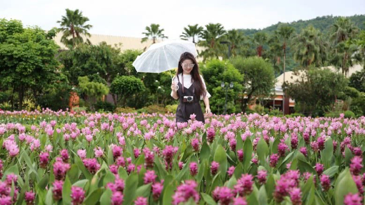 ชมสวนฤดูฝนปทุมมา 100,000 ดอกที่อุทยานหลวงราชพฤกษ์