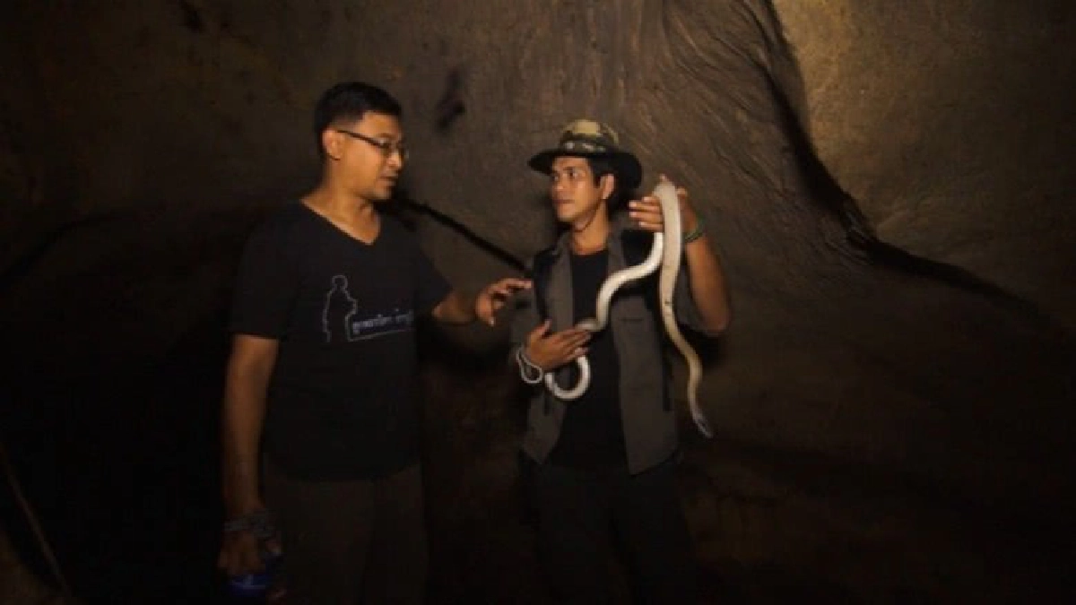 งูกาบหมากหางนิลตำนานงูเจ้าเฝ้าสมบัติถ้ำ งูกาบหมากหางนิลตำนานงูเจ้าเฝ้าสมบัติถ้ำ