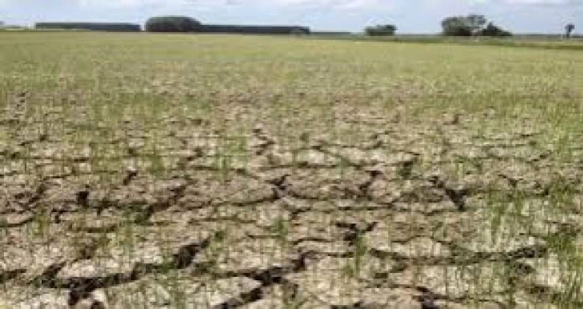 ครม.ไฟเขียว1.2พันล้านลดพื้นที่ปลูกข้าวนาปรัง