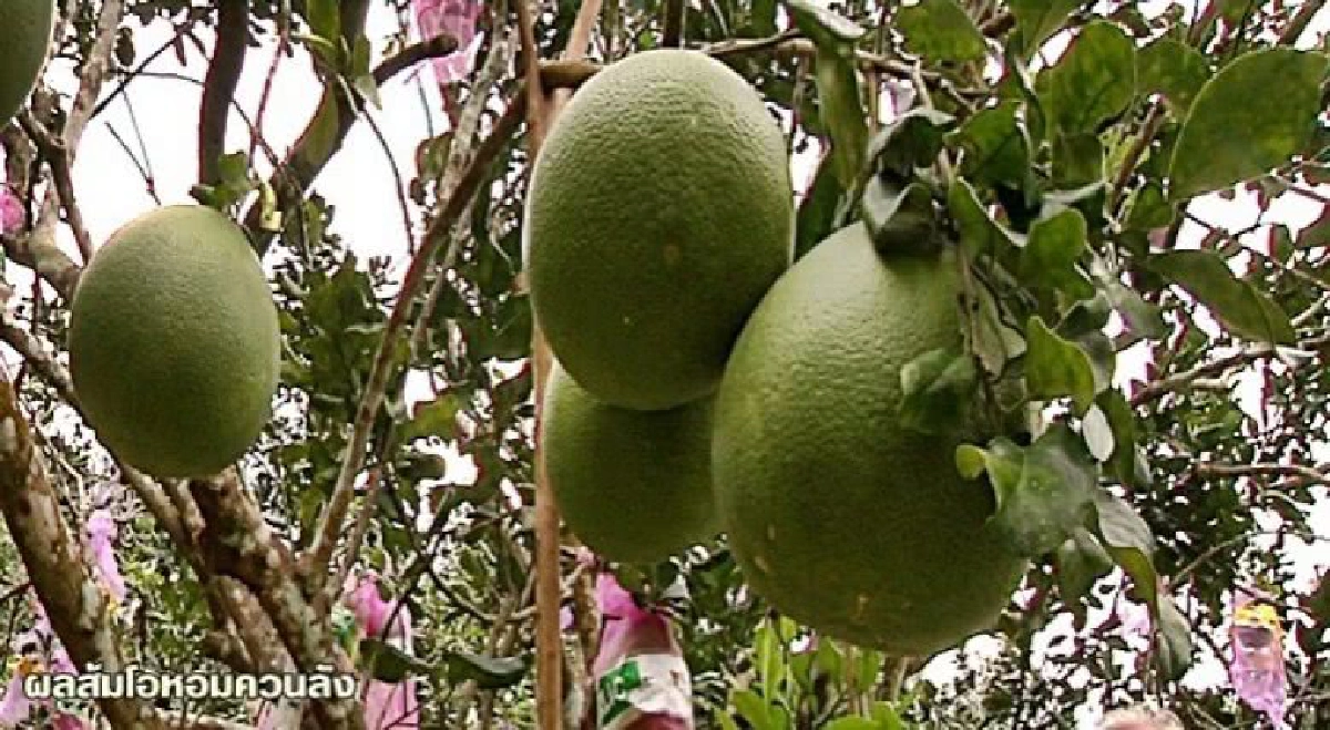 ขึ้นทะเบียนจีไอสินค้าเกษตรเพิ่ม3รายการ ขึ้นทะเบียนจีไอสินค้าเกษตรเพิ่ม3รายการ