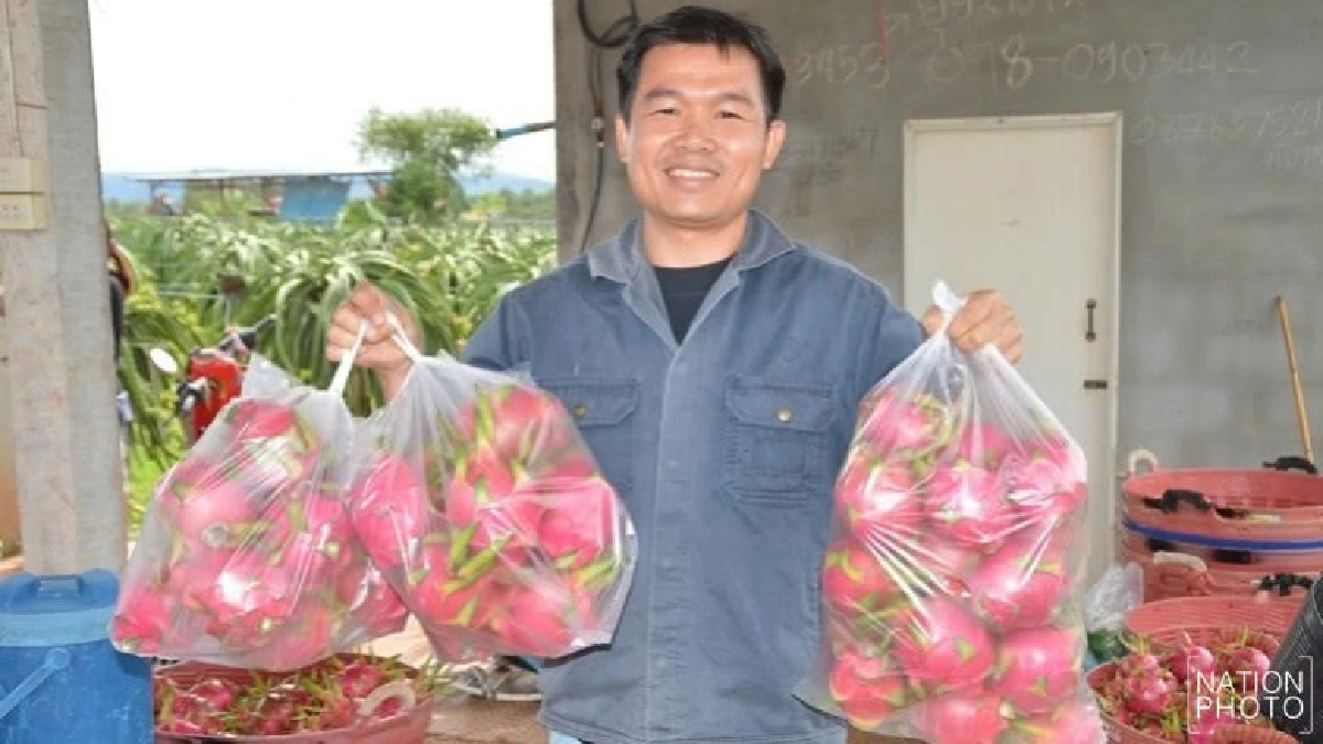 ปลูก “แก้วมังกร” ป้อนตลาดรายได้หกแสนต่อปี