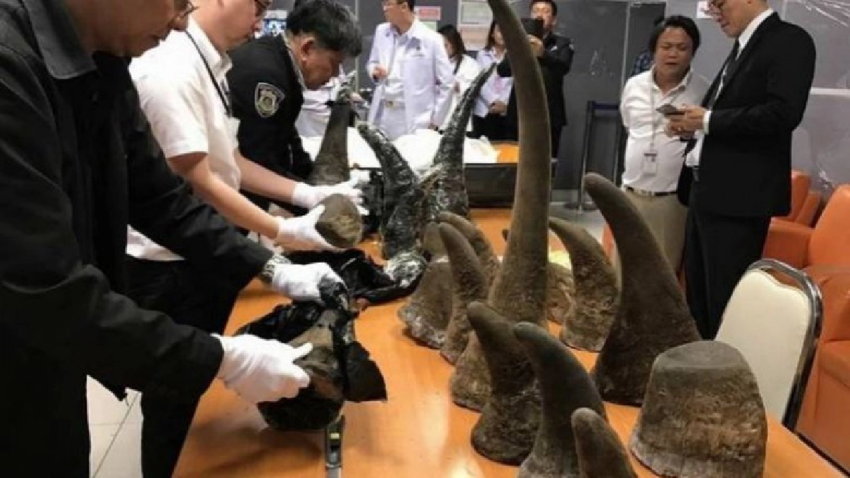 "อัยการสระบุรีเอี่ยวหิ้วนอแรด" ส่อถูกสอบวินัย !! "อัยการสระบุรีเอี่ยวหิ้วนอแรด" ส่อถูกสอบวินัย !!