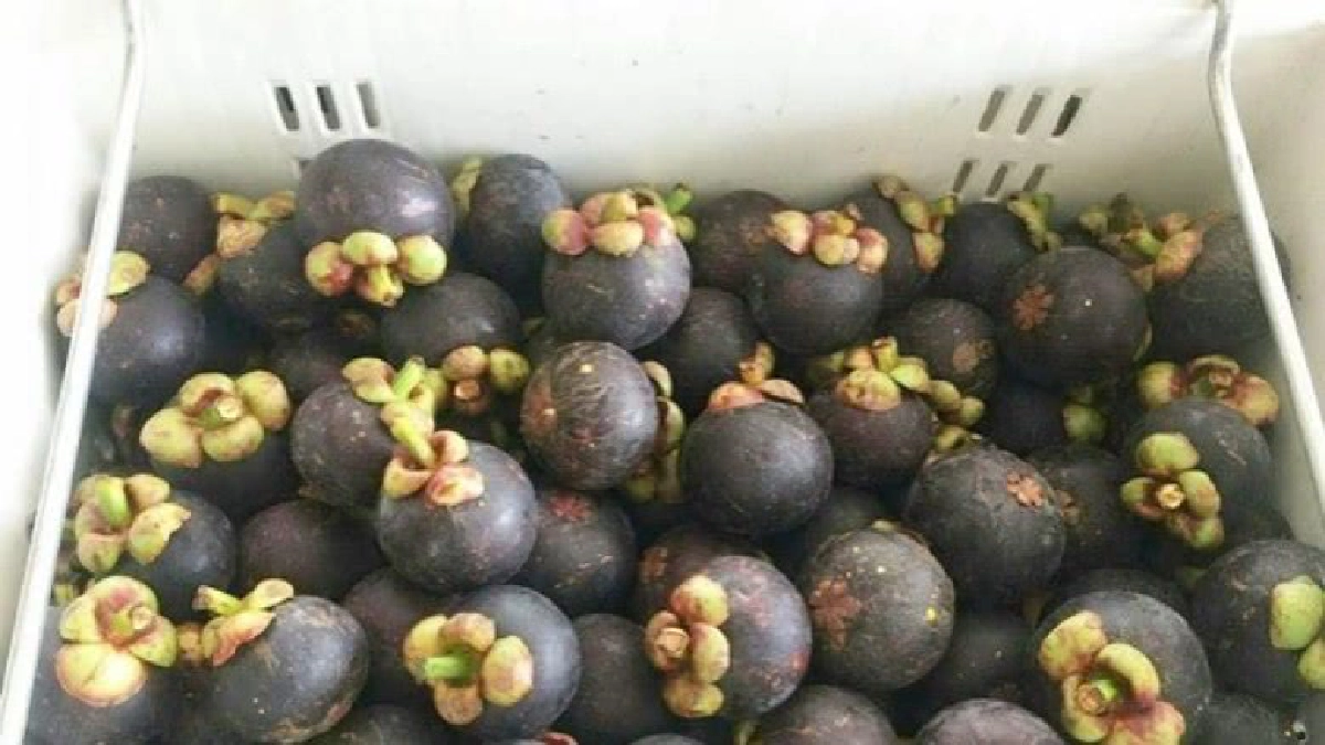 เร่งระบายมังคุดกระจุกตัวส่งผลราคาต่ำ เร่งระบายมังคุดกระจุกตัวส่งผลราคาต่ำ