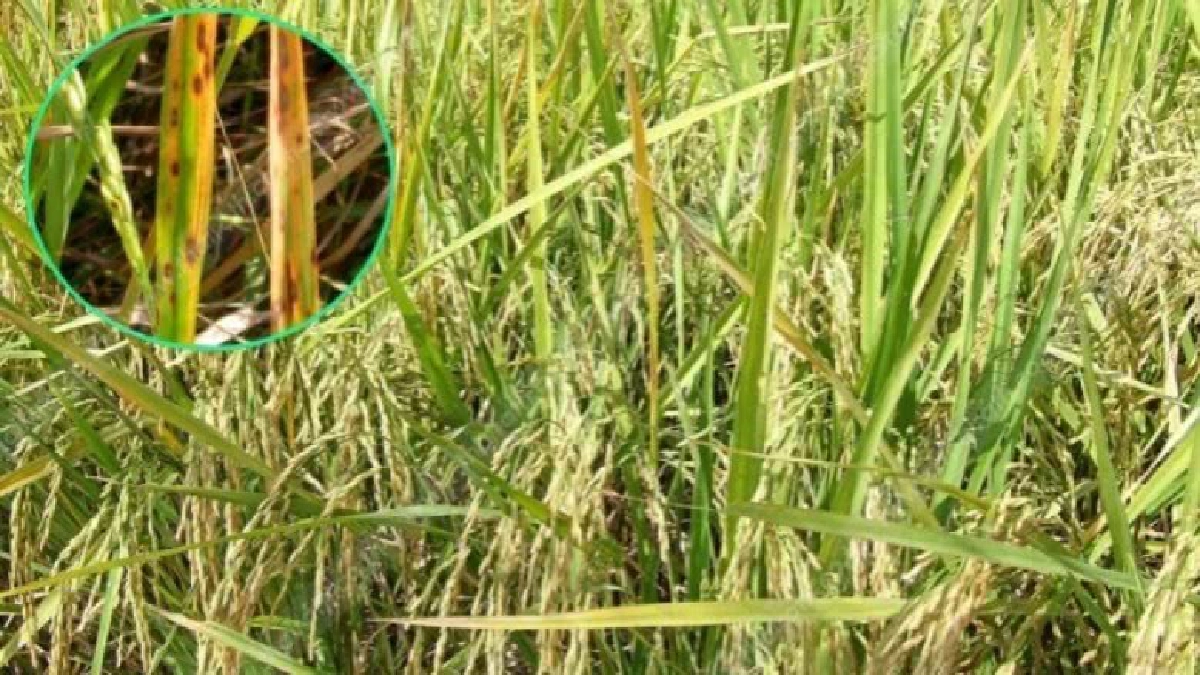 ชาวนาภูสิงห์ระทมเพลี้ยกระโดดหลังขาวระบาดนาข้าวร่วม200 ไร่