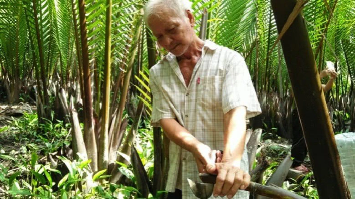 "น้ำตาลจาก" สร้างอาชีพชาวตรัง