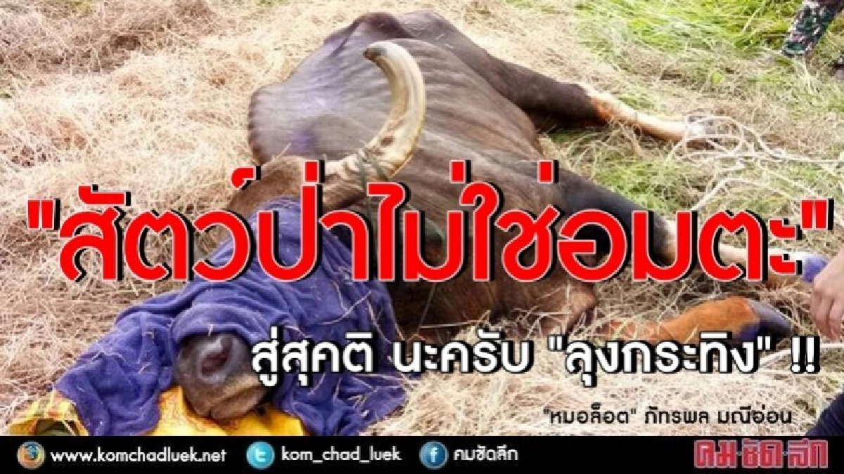 "หมอล็อต" เตือนสติคน "ฆ่าทำร้ายสัตว์ป่า" "หมอล็อต" เตือนสติคน "ฆ่าทำร้ายสัตว์ป่า"