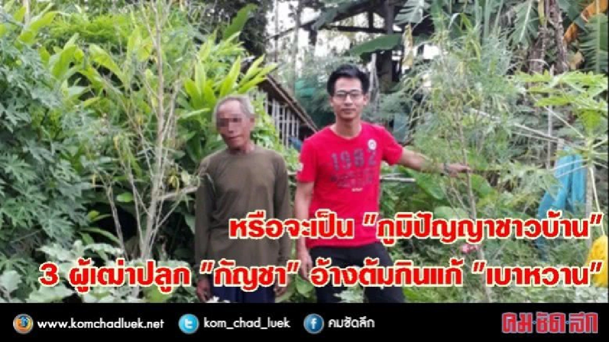จับ 3 ผู้เฒ่าปลูกกัญชาอ้างต้มกินแก้เบาหวาน จับ 3 ผู้เฒ่าปลูกกัญชาอ้างต้มกินแก้เบาหวาน