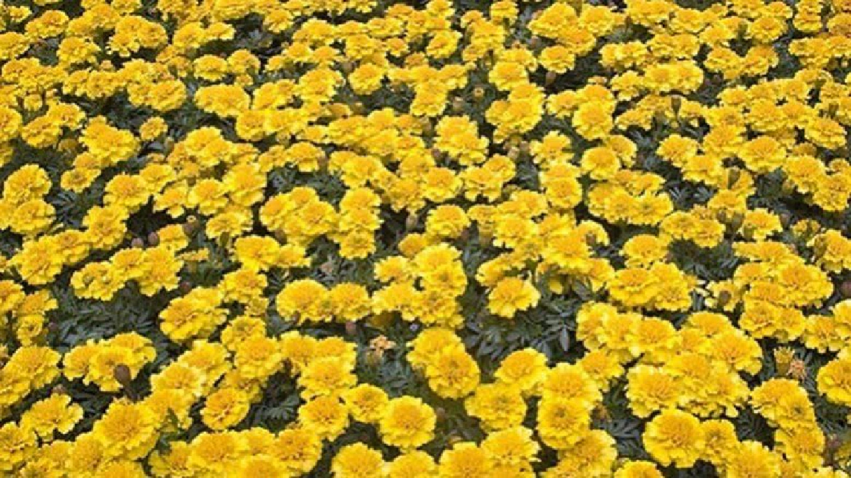 ชวนร่วมถวายความอาลัย ปลูกดาวเรืองด้วยหัวใจ