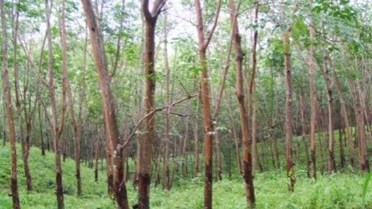 กยท.ยันบริษัทยางล้อรายใหญ่ไม่รับซื้อยางจากพื้นที่บุกรุก