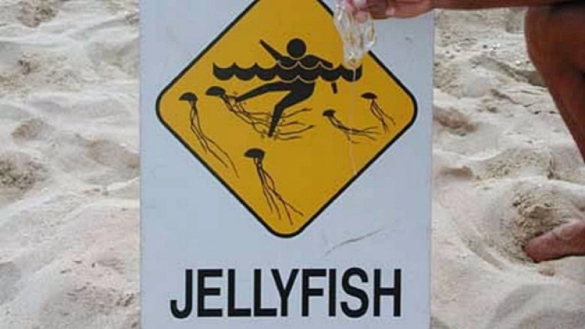 แนะวิธีปฐมพยาบาลเบื้องต้นถูกพิษแมงกะพรุน