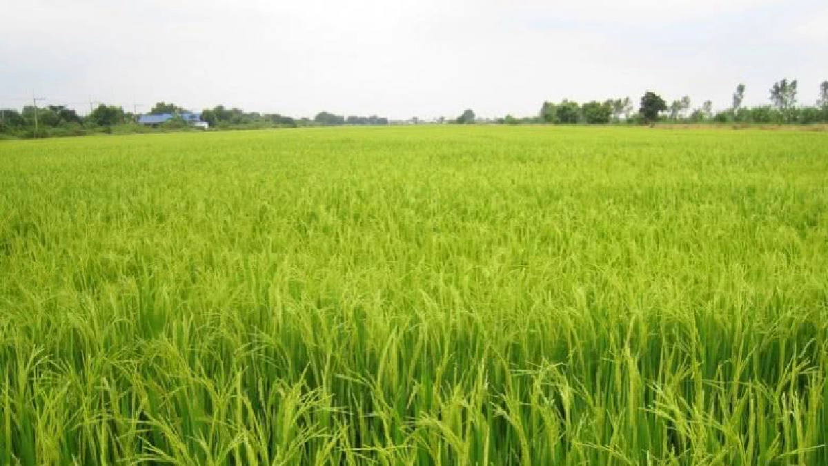 สศก.ลุ้นราคาสินค้าเกษตรครึ่งหลังดีีขึ้น