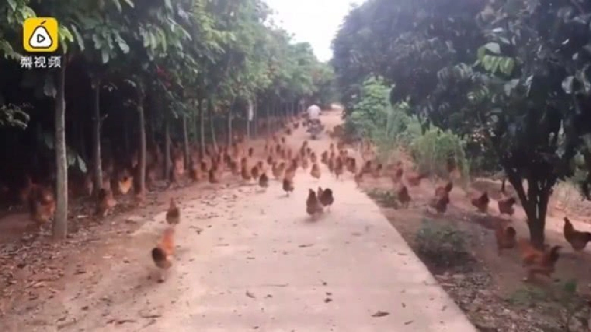 บีบเดียวอยู่ !! คาถาเรียกไก่ของเกษตรกรจีน บีบเดียวอยู่ !! คาถาเรียกไก่ของเกษตรกรจีน