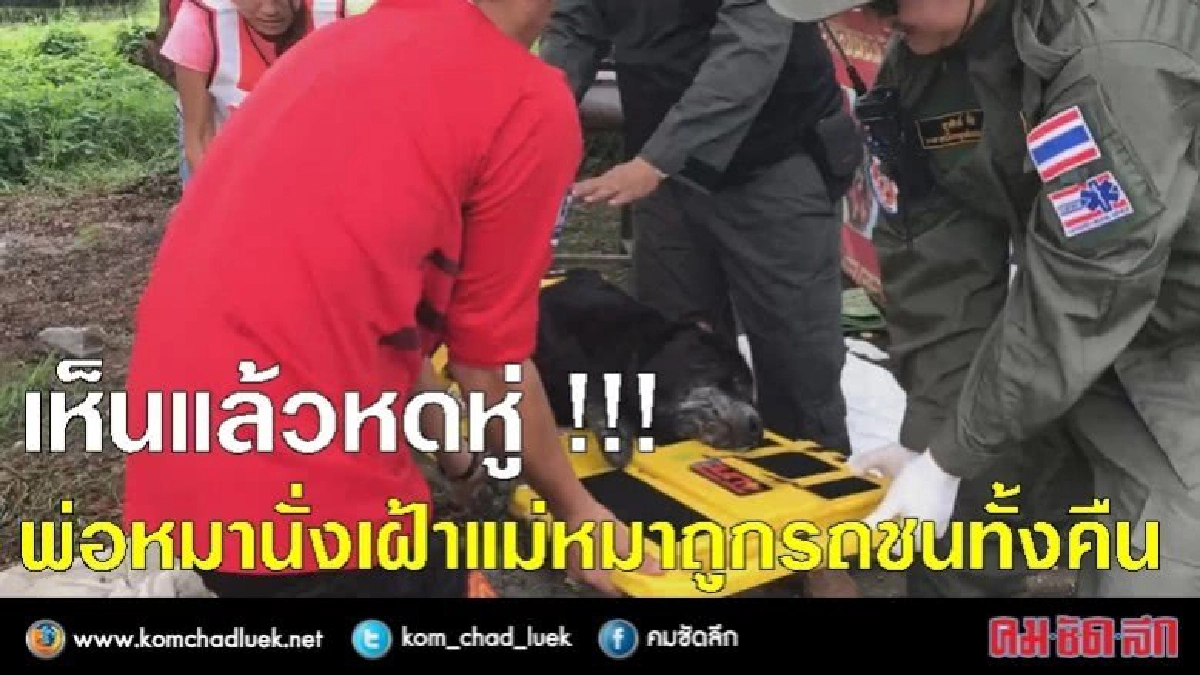 เห็นแล้วหดหู่ !! พ่อหมานั่งเฝ้าแม่หมาถูกรถชนทั้งคืน (มีคลิป) เห็นแล้วหดหู่ !! พ่อหมานั่งเฝ้าแม่หมาถูกรถชนทั้งคืน (มีคลิป)