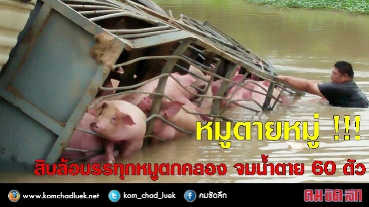 หมูตายหมู่ !!! สิบล้อบรรทุกหมูตกคลอง หมูจมน้ำตาย 60 ตัว หมูตายหมู่ !!! สิบล้อบรรทุกหมูตกคลอง หมูจมน้ำตาย 60 ตัว