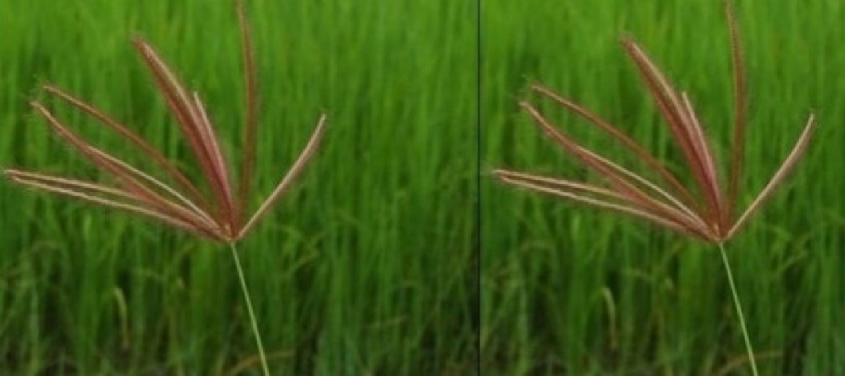 'หญ้ารังนก' รากขับลม 'หญ้ารังนก' รากขับลม