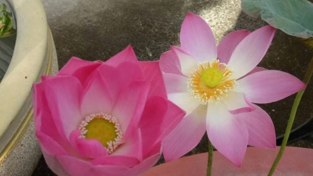 บัวหลวงราชินี บัวหลวงราชินี