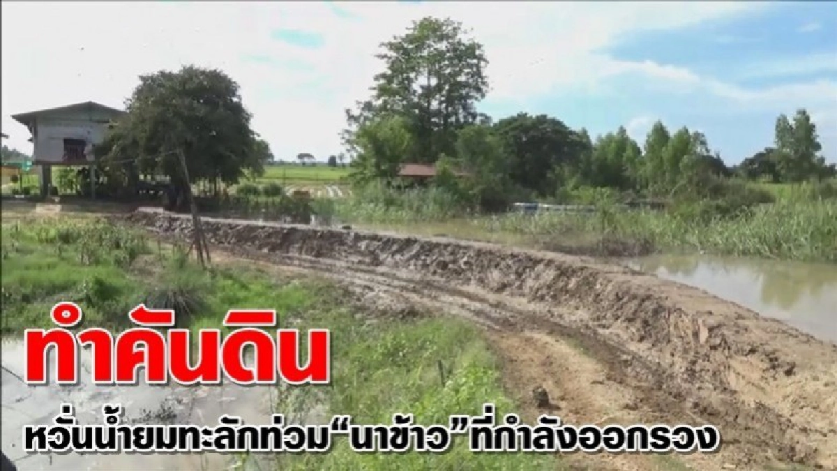 ชาวนาบางระกำทำคันดินกั้นน้ำหวั่นน้ำยมทะลัก