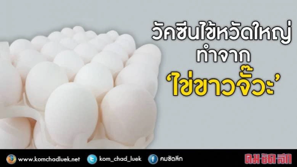 (คลิป)ต้อง"ไข่เอสพีเอฟ"เท่านั้นใช้ผลิตวัคซีนของอภ. (คลิป)ต้อง"ไข่เอสพีเอฟ"เท่านั้นใช้ผลิตวัคซีนของอภ.