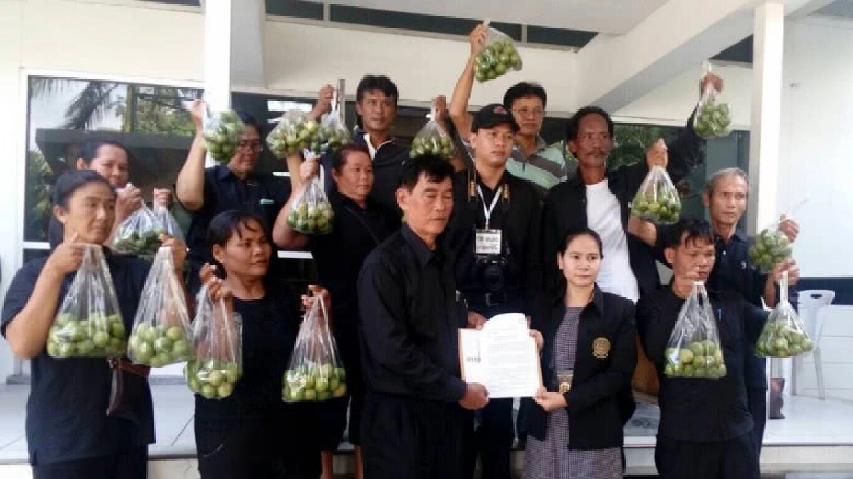 เหลือแค่ลูกละ 15 สตางค์ "ชาวสวนมะนาว" ร้อง"บิ๊กตู่" ช่วย เหลือแค่ลูกละ 15 สตางค์ "ชาวสวนมะนาว" ร้อง"บิ๊กตู่" ช่วย
