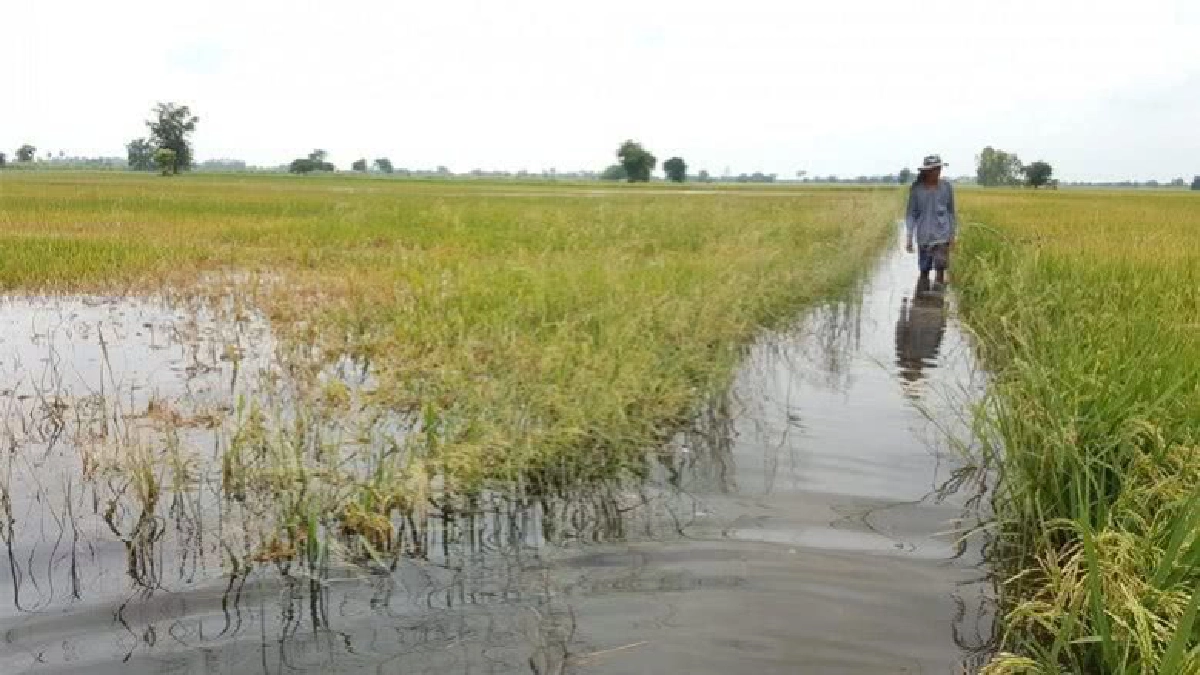 ประกันภัยพืชผล ลดผลกระทบ“น้ำท่วม”