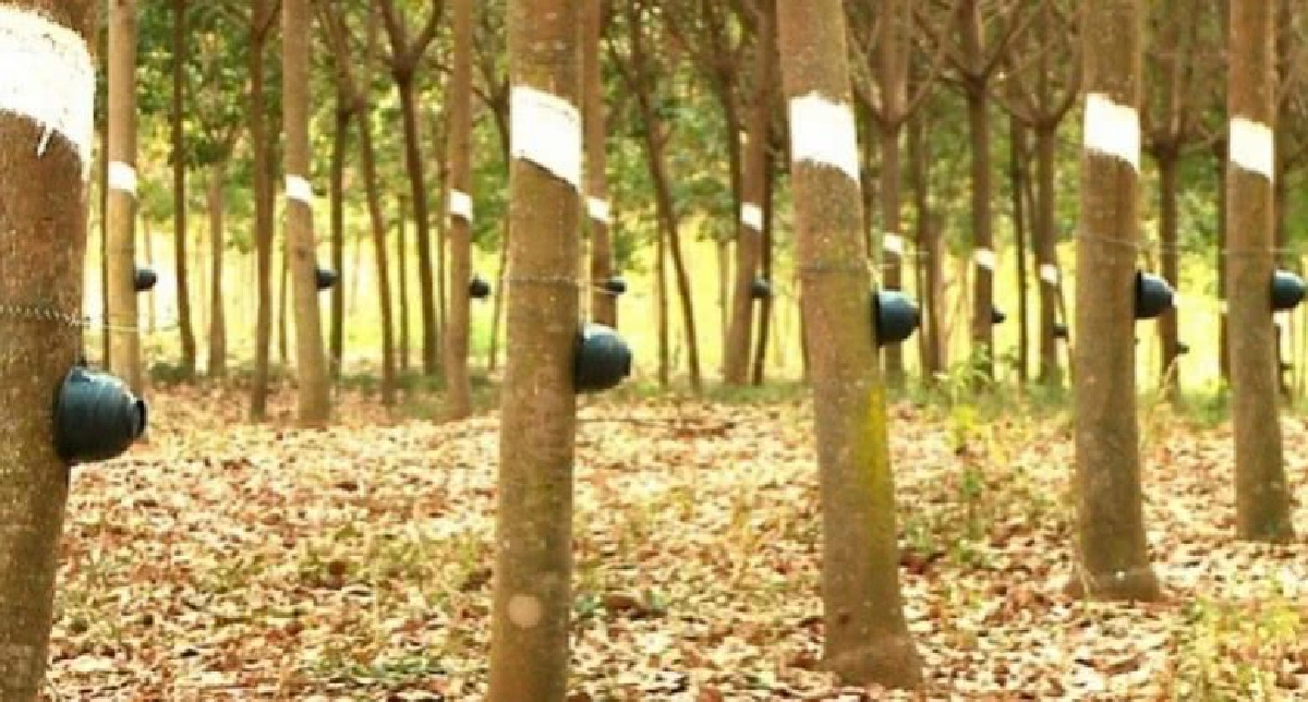 เจาะ 6 จังหวัดนำร่องโซนนิ่ง แนะพืชทางเลือกช่วยเกษตรกร 