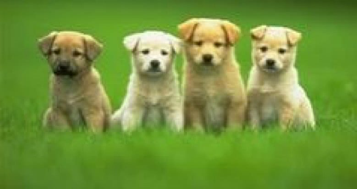 ครั้งแรกในชีวิตของน้องหมา! ครั้งแรกในชีวิตของน้องหมา!