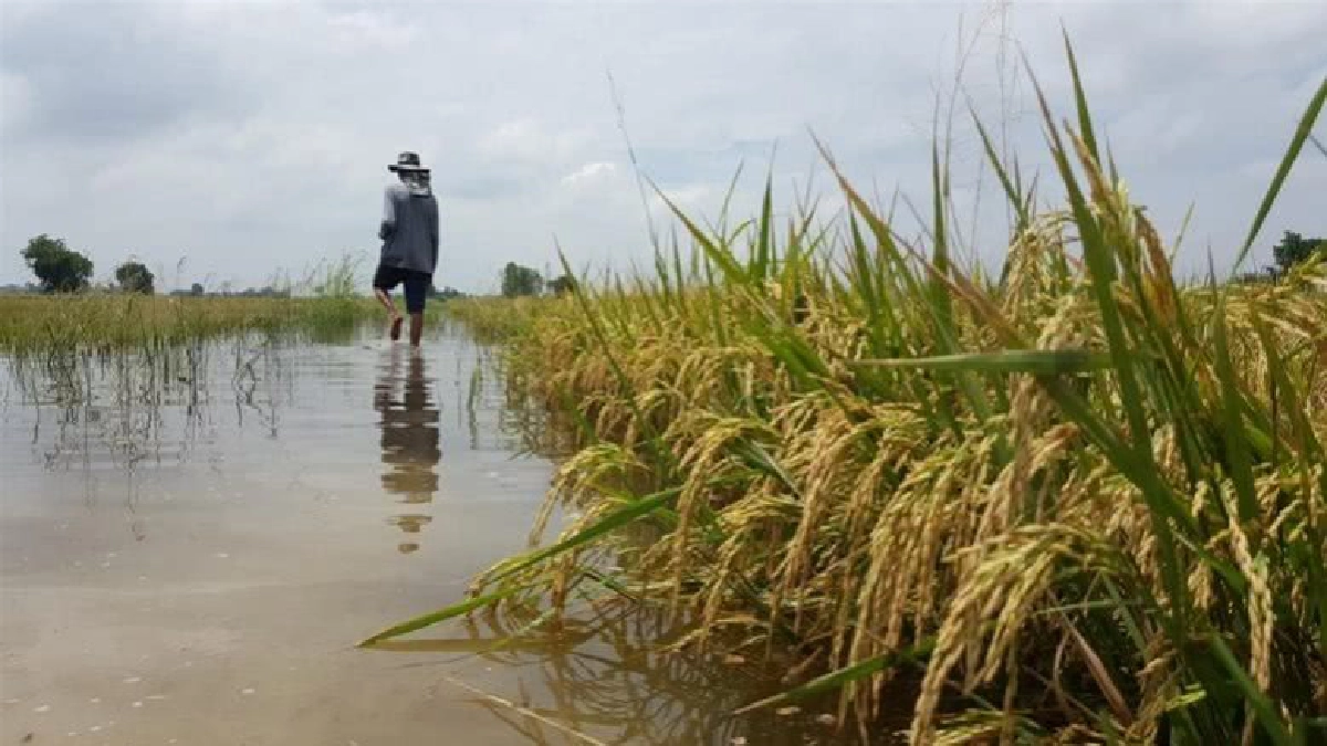 รัฐทุ่มช่วยชาวนาอีสาน คาดราคาหอมมะลิพุ่ง