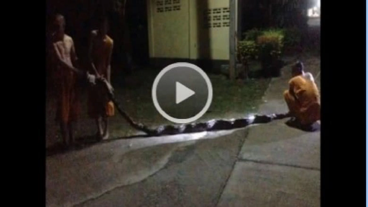 ระทึก!! งูเหลือมรัดแม่ชีหวังเขมือบ พระช่วยรอดหวุดหวิด  