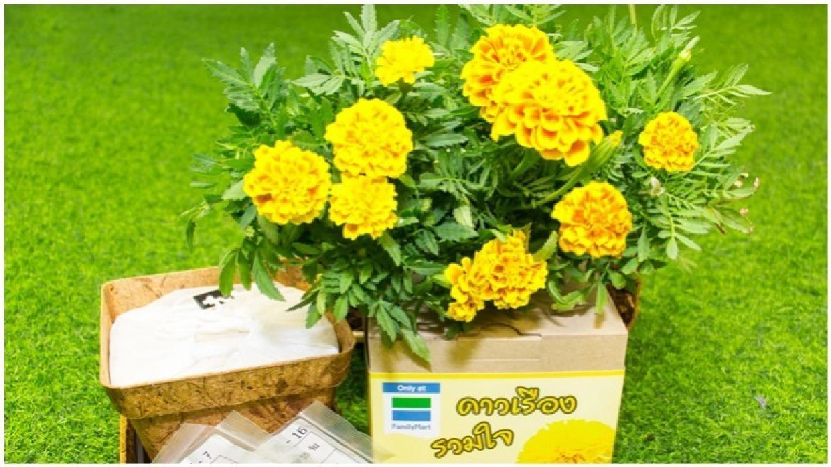 ชวนคนไทย ร่วมใจ "ปลูกดอกดาวเรือง" ชวนคนไทย ร่วมใจ "ปลูกดอกดาวเรือง"