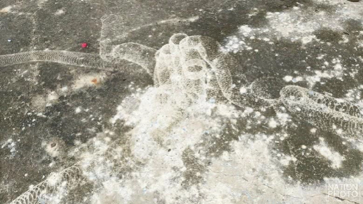 พบรอยพญานาคโผล่วัดดังชัยภูมิ พบรอยพญานาคโผล่วัดดังชัยภูมิ
