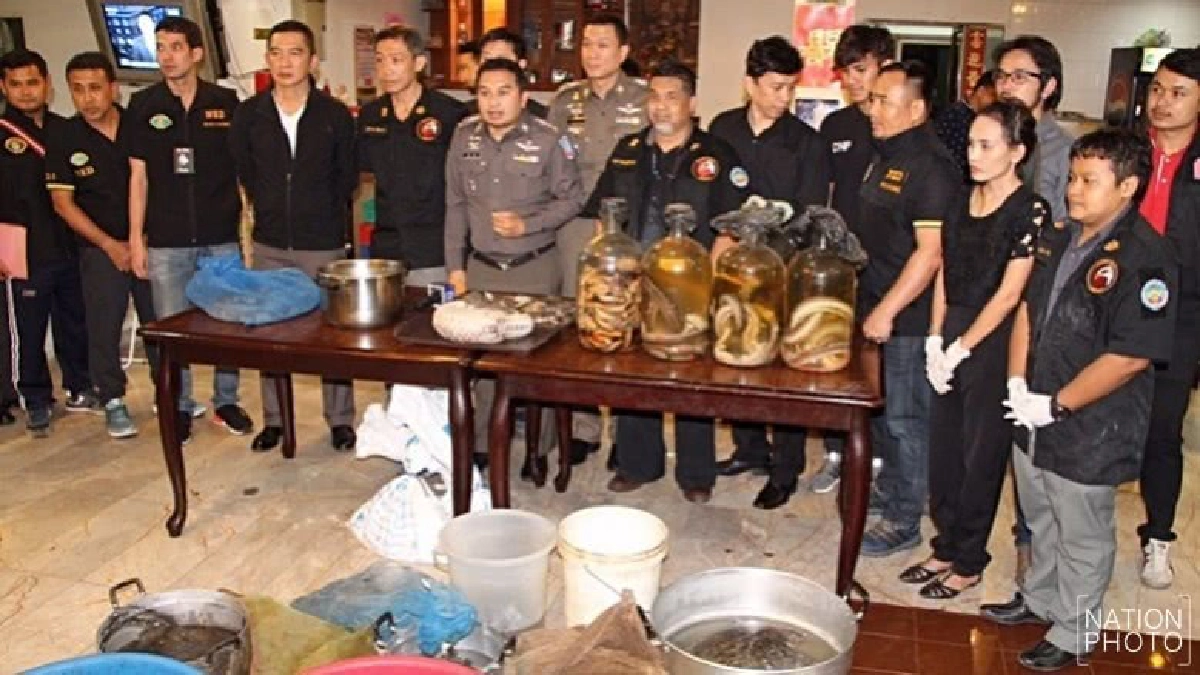 ค้นร้านอาหารจีนพบสัตว์สงวนอื้อ! ค้นร้านอาหารจีนพบสัตว์สงวนอื้อ!
