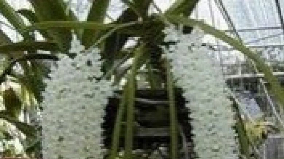 “กล้วยไม้” กับความรักไร้พรมแดน ตอน4 “กล้วยไม้” กับความรักไร้พรมแดน ตอน4