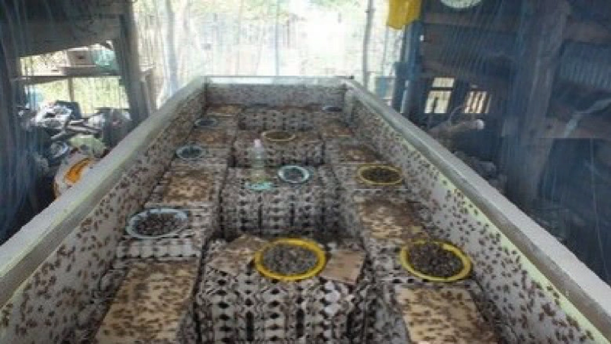 ปศุสัตว์เตือนเกษตรกรผู้เลี้ยงจิ้งหรีด