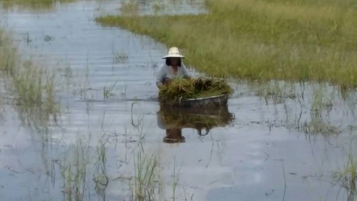 ชาวนาพิจิตร ยังต้องลุยน้ำท่วมเกี่ยวข้าว ชาวนาพิจิตร ยังต้องลุยน้ำท่วมเกี่ยวข้าว