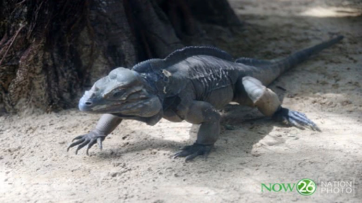 “อีกัวน่าหัวแรด” สัตว์ป่าหายากที่สวนสัตว์ดุสิต “อีกัวน่าหัวแรด” สัตว์ป่าหายากที่สวนสัตว์ดุสิต