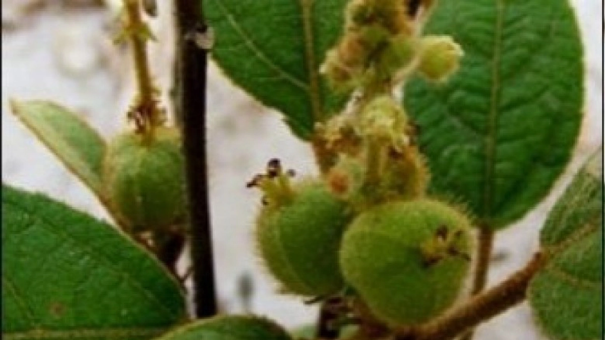 'พังคี' รากแก้ท้องอืด 'พังคี' รากแก้ท้องอืด