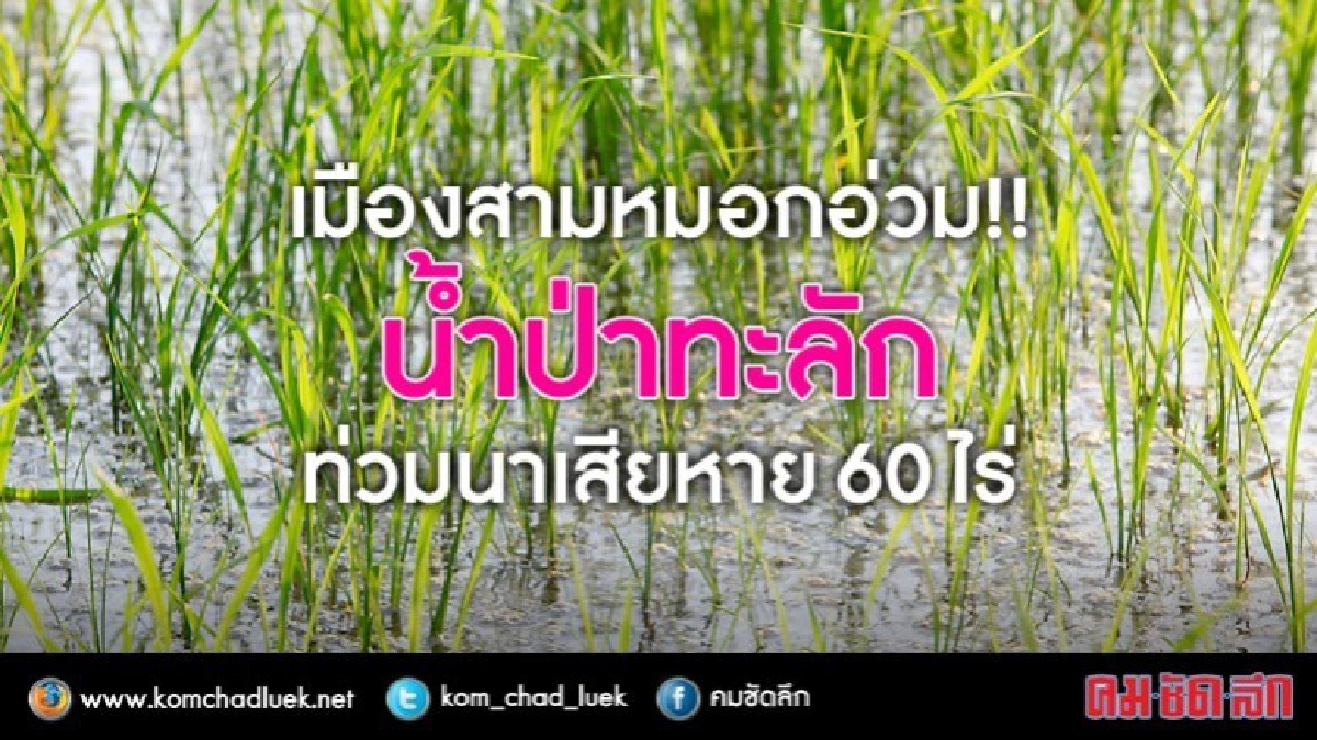 น้ำป่าถล่ม นาแม่ฮ่องสอน เสียหาย 60 ไร่-น้ำพัดวัวหาย น้ำป่าถล่ม นาแม่ฮ่องสอน เสียหาย 60 ไร่-น้ำพัดวัวหาย