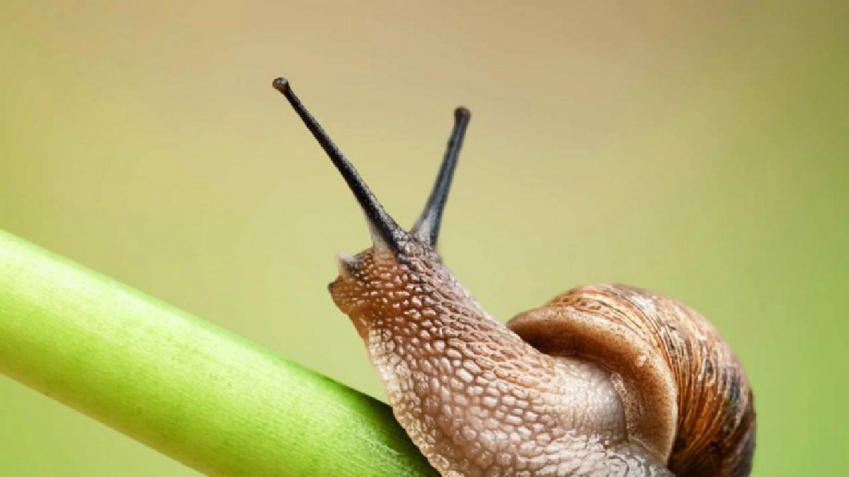 'หอยทาก'จำทางกลับบ้านได้  'หอยทาก'จำทางกลับบ้านได้