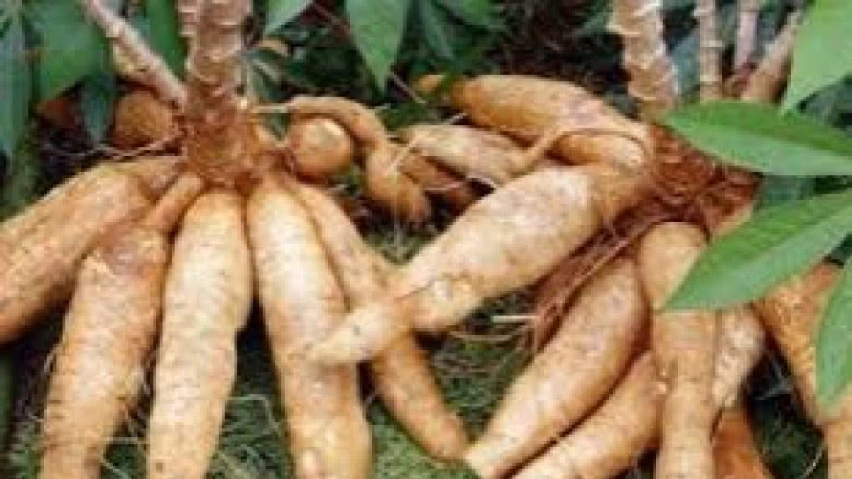 สศก.เผยภาพรวมดัชนีราคาสินค้าเกษตรเดือนกรกฎาคมลดลง