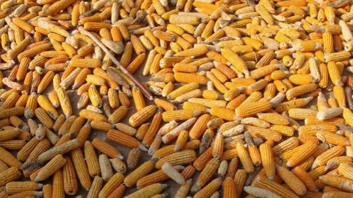 สศก.หนุนผลิตข้าวโพดเลี้ยงสัตว์ช่วยเกษตรกรสร้างรายได้