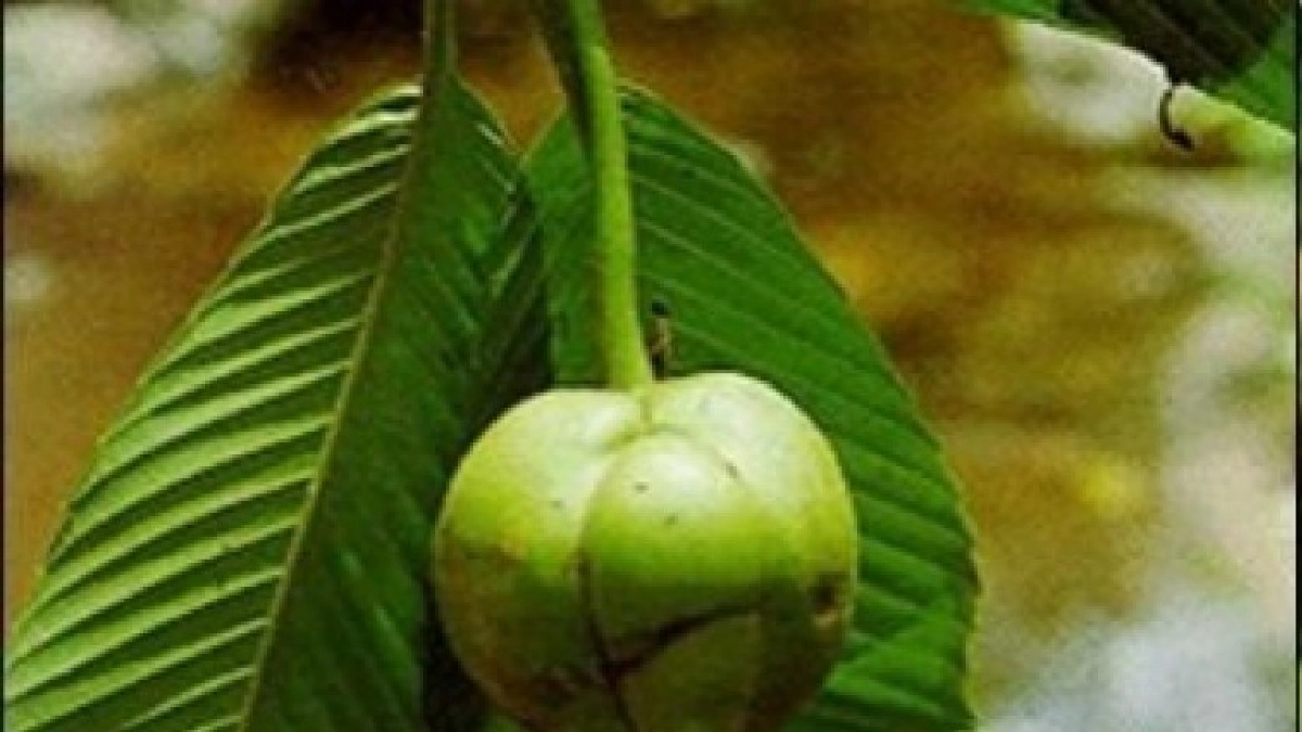 'ส้มปรุ' เปลือกแก้ท้องเสีย 'ส้มปรุ' เปลือกแก้ท้องเสีย