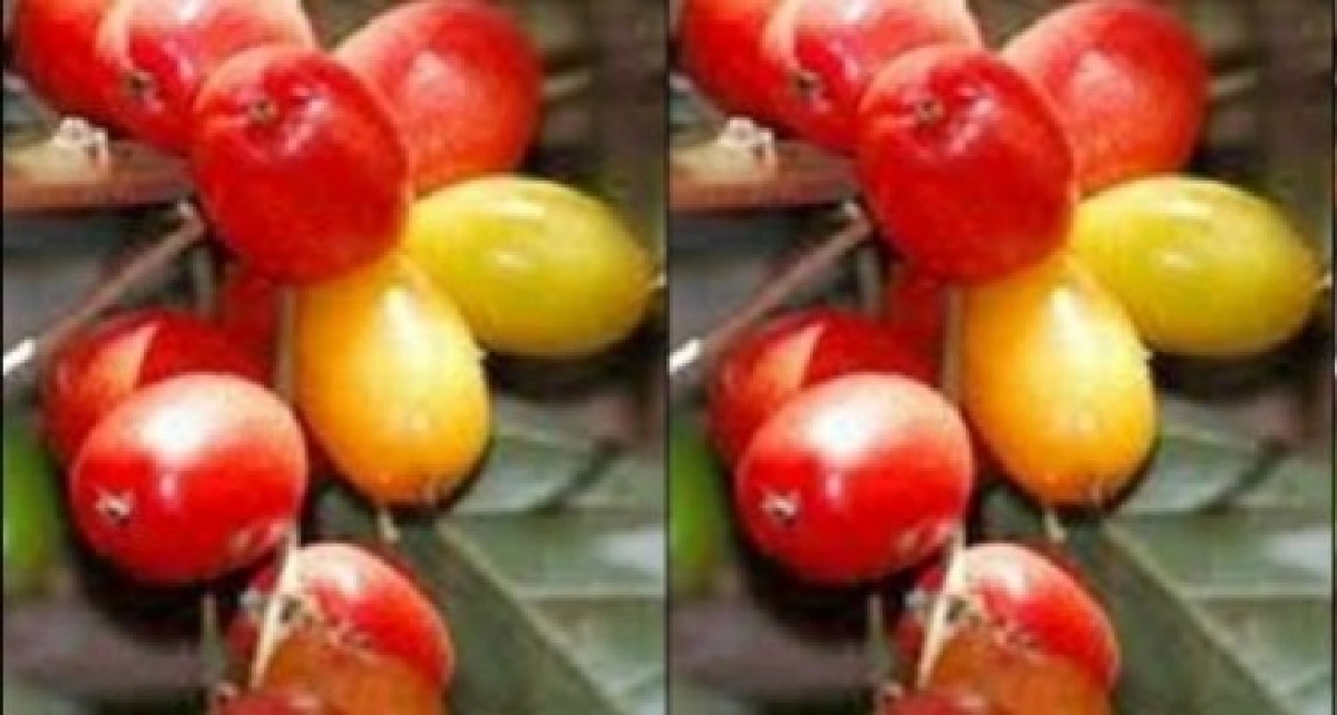 'ส้มหลอด' ผลเป็นยาระบาย 'ส้มหลอด' ผลเป็นยาระบาย