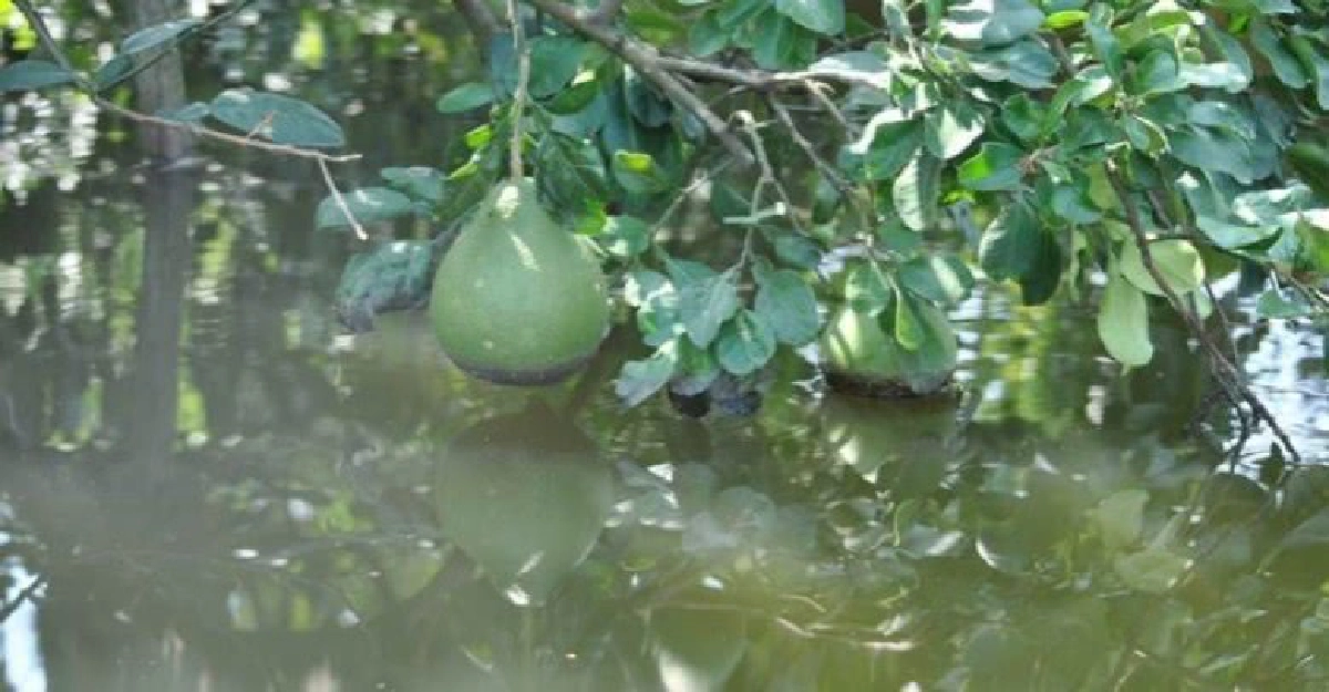 เกษตรฯแนะการฟื้นฟูไม้ผลหลังน้ำท่วม