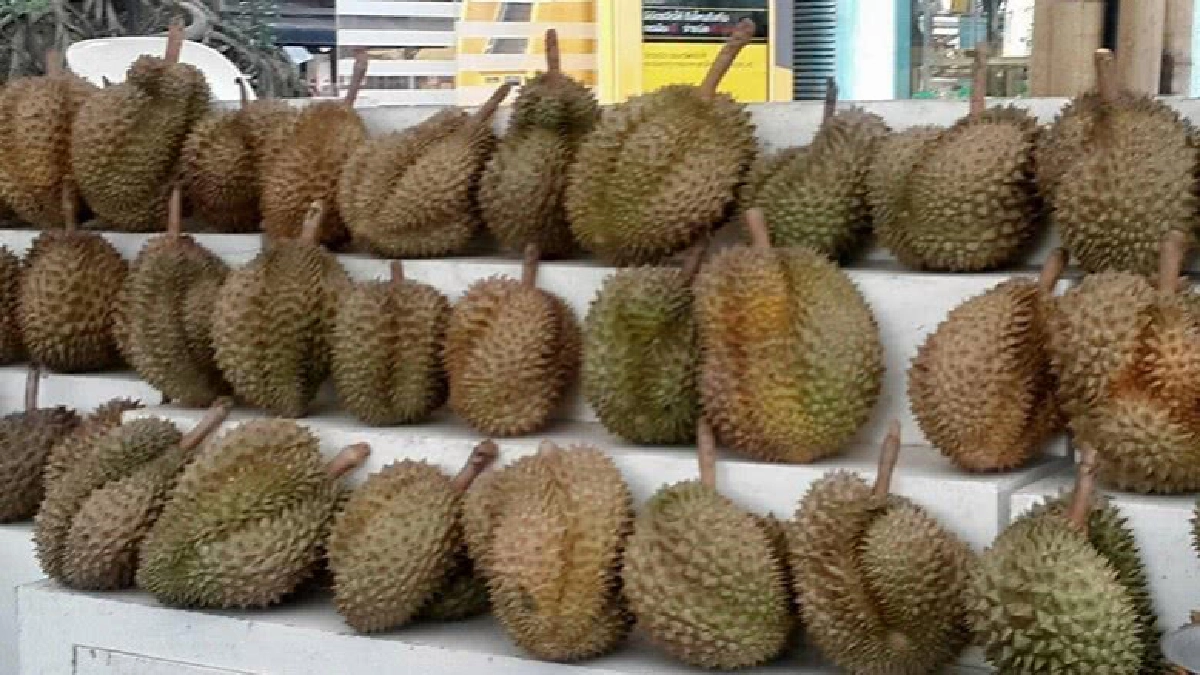 เปิดเมนูพิเศษ “ซุปทุเรียน” เอาใจนักท่องเที่ยวจีน เปิดเมนูพิเศษ “ซุปทุเรียน” เอาใจนักท่องเที่ยวจีน