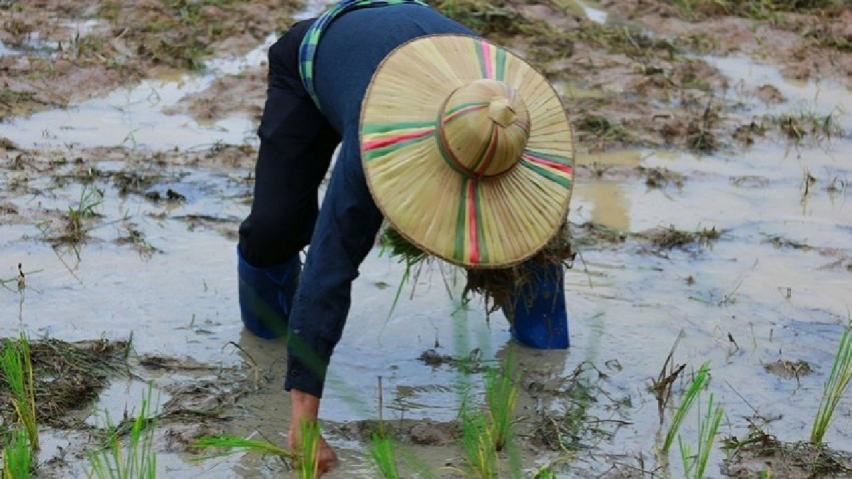 ดำนา"วันแม่" เกี่ยวข้าว "วันพ่อ" 
