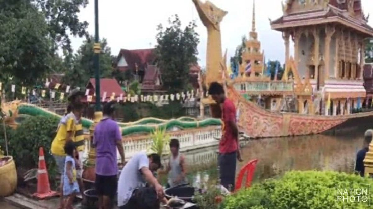 ปลาวัดพระธาตุสุพรรณหงส์น็อกน้ำเกลื่อน